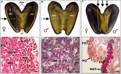 Trioecy in the Marine Mussel Semimytilus algosus (Mollusca, Bivalvia): Stable Sex Ratios Across 22 Degrees of a Latitudinal Gradient